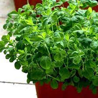 Methi Bombay Wali Vegetable Seeds