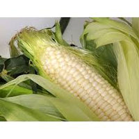 Corn, Maize- Manning White