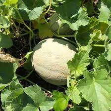 Sarah’s Choice – Melon Seed