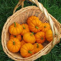 Pumpkin- Jack Be Little