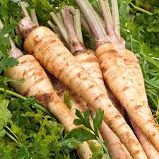 Parsley- Hamburg Turnip Rooted