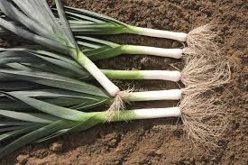 Surfer – Organic Leek Seed