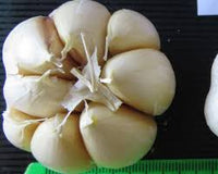 Garlic- White Crookneck ()
