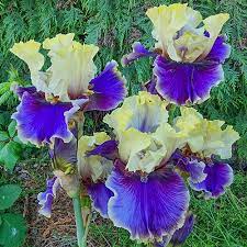 Let's Romp Bearded Iris