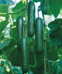 Katrina – Organic Cucumber Seed