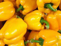 Capsicum- Golden Californian Wonder