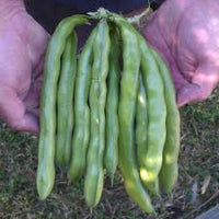 Broad Bean- Tripoli 10 seeds