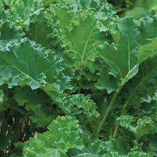 Siberian – Kale Seed