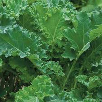 Siberian – Kale Seed
