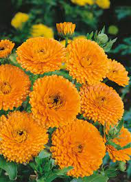 Calendula- Touch of Red Orange
