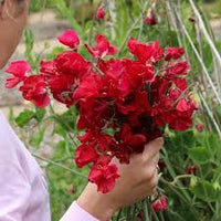 Sweetpea- Royal Crimson
