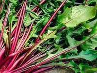 Chicory- Italiko Rosso