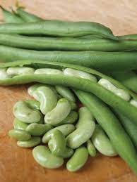 Flagrano – Bean Seed