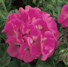 Geranium Maverick Pink Flower Seeds for Planting - Heirloom & Non-GMO Seeds