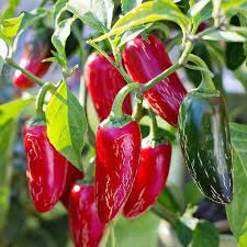 Pepper Jalapeno Vegetable Seeds