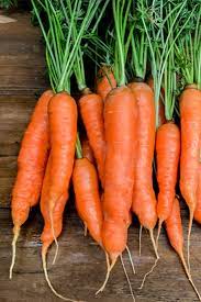 Carrot- Baby Amsterdam