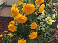 Sunflower- Double Dazzler F1