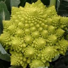 Rich Tower Pagoda Culiflower Bonsai Organic Vegetable Bonsai See