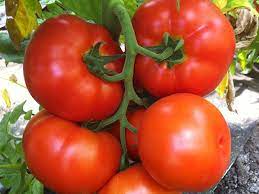 Caiman – Organic Tomato Seed