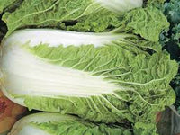 Minuet – Chinese Cabbage Seed