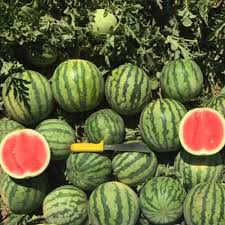 Ocelot – Watermelon Seed