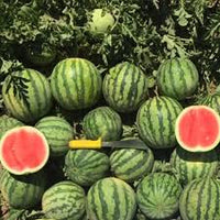 Ocelot – Watermelon Seed