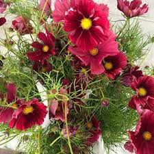 Rubenza – Cosmos Seed