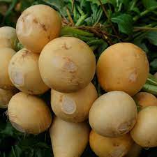 Golden Ball Turnip Vegetable Seeds for Planting - Heirloom and Non-GMO garden seeds