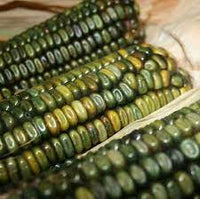 Corn, Maize- Oaxacan Green