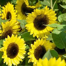 Sunflower- Early Gold F1