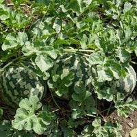 Preserving Melon- Red Seeded Citron