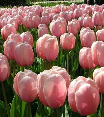 Sweet Impression – Tulip