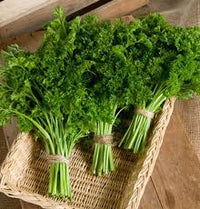 Parsley Forest Green  Vegetable Seeds
