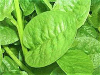 Malabar Spinach- Green