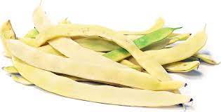 Marvel of Venice – Bean Seed