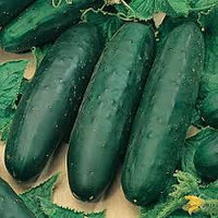 Marketmore  – Cucumber Seed