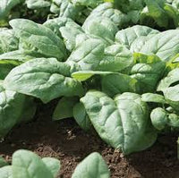 Gerenuk – Spinach Seed