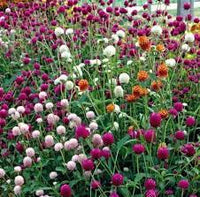 Formula Mix – Gomphrena Seed