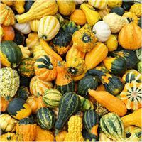 Gourd- Small Warted Mix