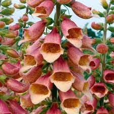 Polkadot Polly – Digitalis Seed