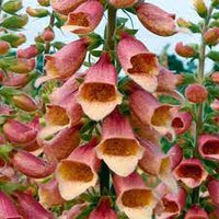 Polkadot Polly – Digitalis Seed