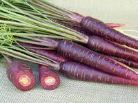 Purple Elite – Carrot Seed