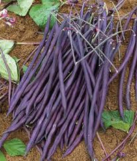 Carminat – Purple Pole Bean Seeds