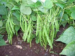 Dwarf Bean- Mendoza
