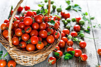 Cherry Bomb – Organic Tomato Seed