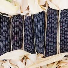 Jerry Petersen Blue – Organic Corn Seed