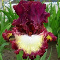 Class Ring Bearded Iris