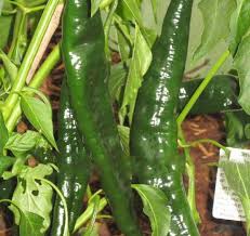 Numex Joe E Parker – Organic Anaheim Pepper Seed