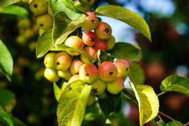 Crab Apple Seeds