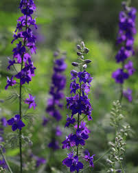 QIS? Dark Blue – Larkspur Seed